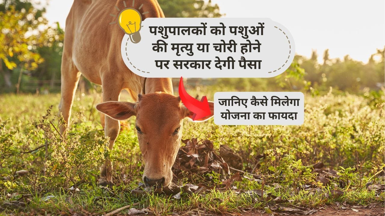 पशु बीमा योजना