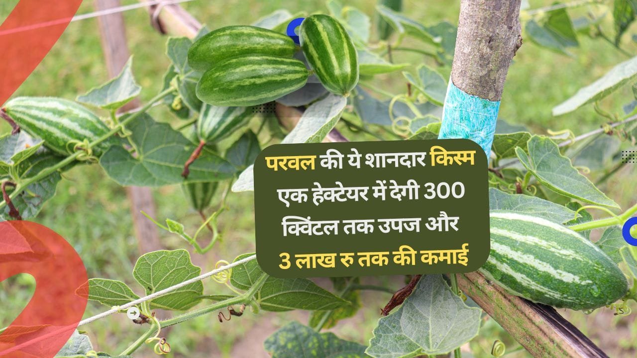 फैजाबाद परवल-1