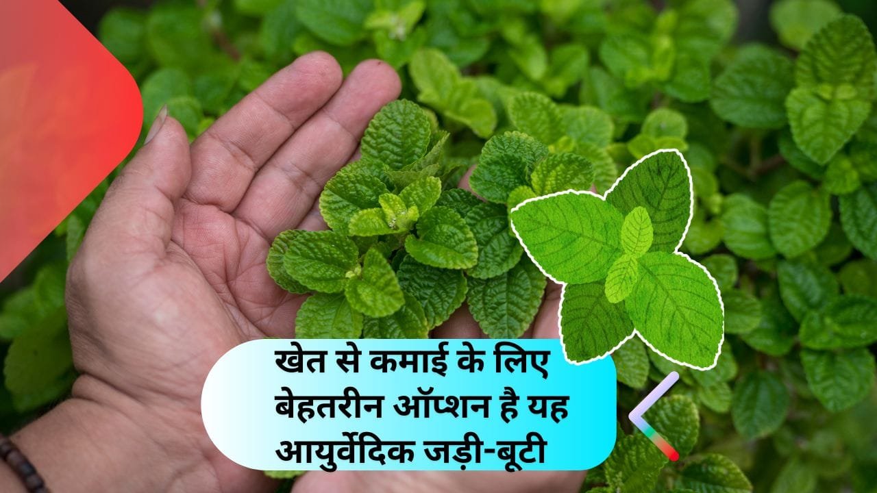 यह फसल कम लागत में तीन गुना ज्यादा मुनाफा देती है