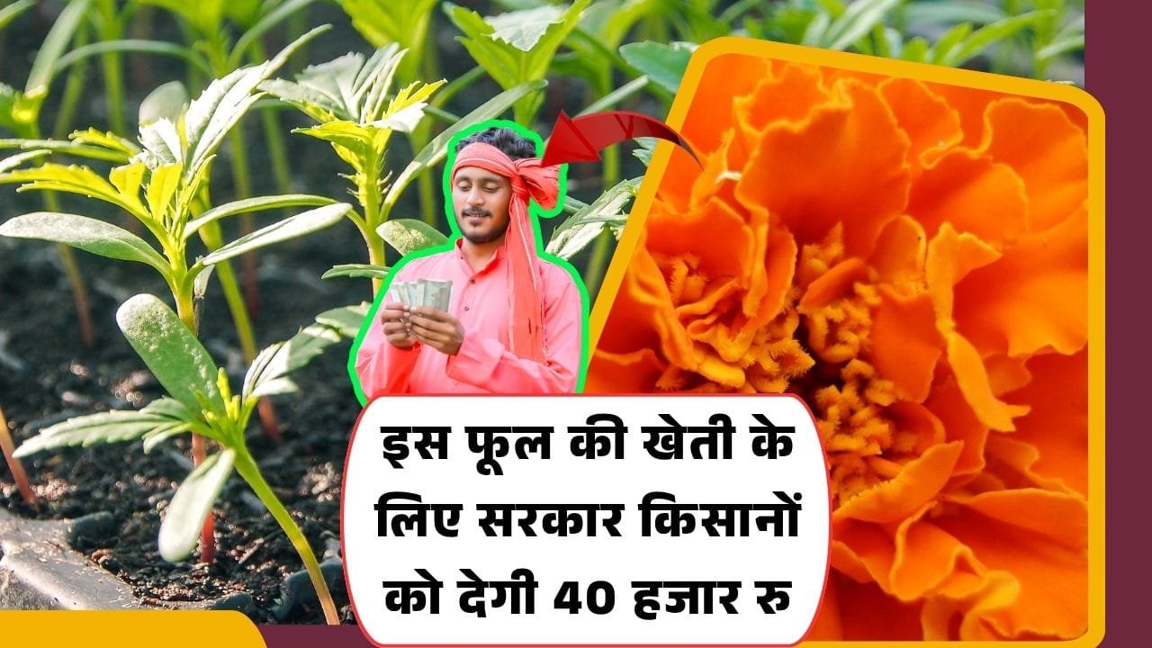 बिहार राज्य सरकार किसानों को गेंदा फूल की खेती के लिए सब्सिडी दे रही है