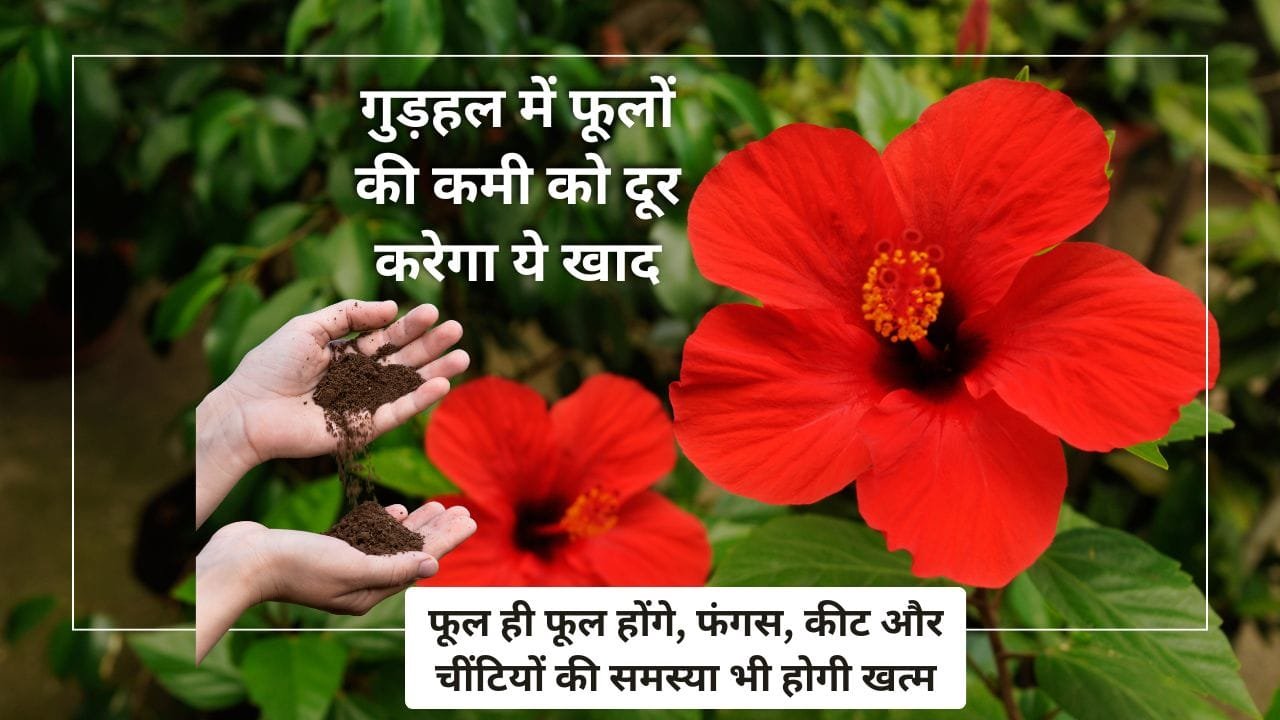 गुड़हल में यह खाद डालें