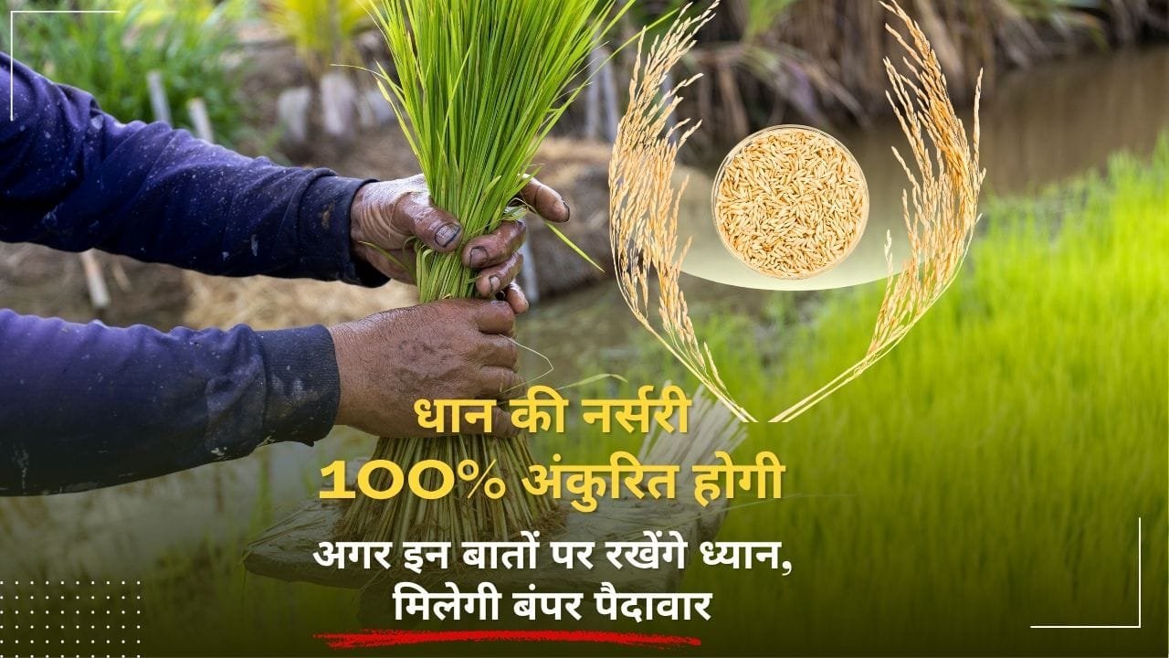 धान की नर्सरी के लिए खाद