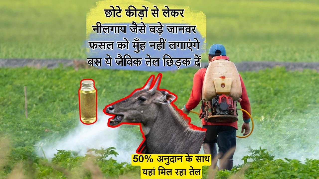 उत्तर प्रदेश के रामपुर जिले में 262 लीटर नीम का तेल आया हुआ है