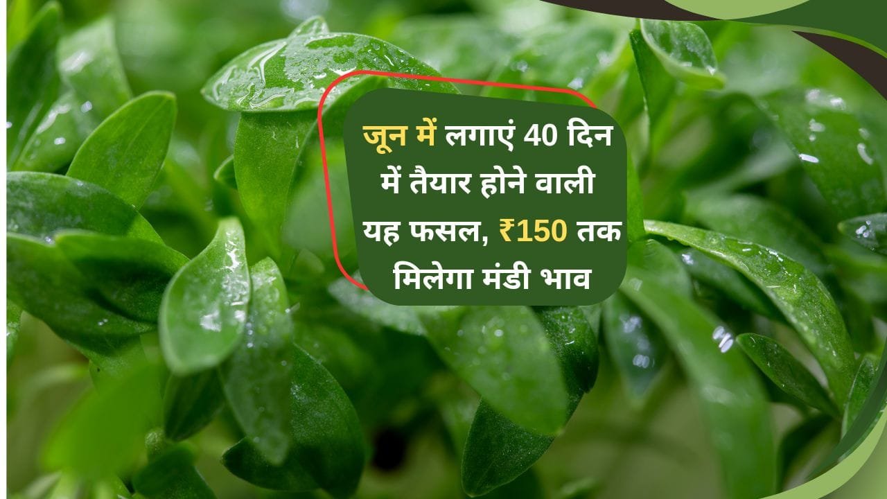 हरे धनिए की खेती