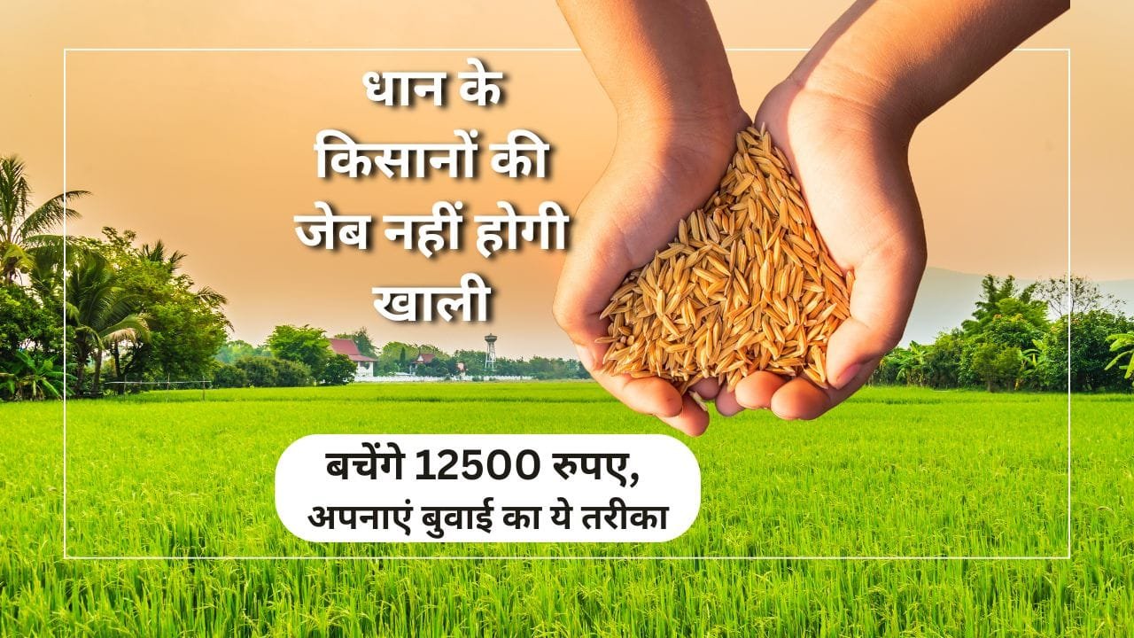 धान की सीधी बुवाई