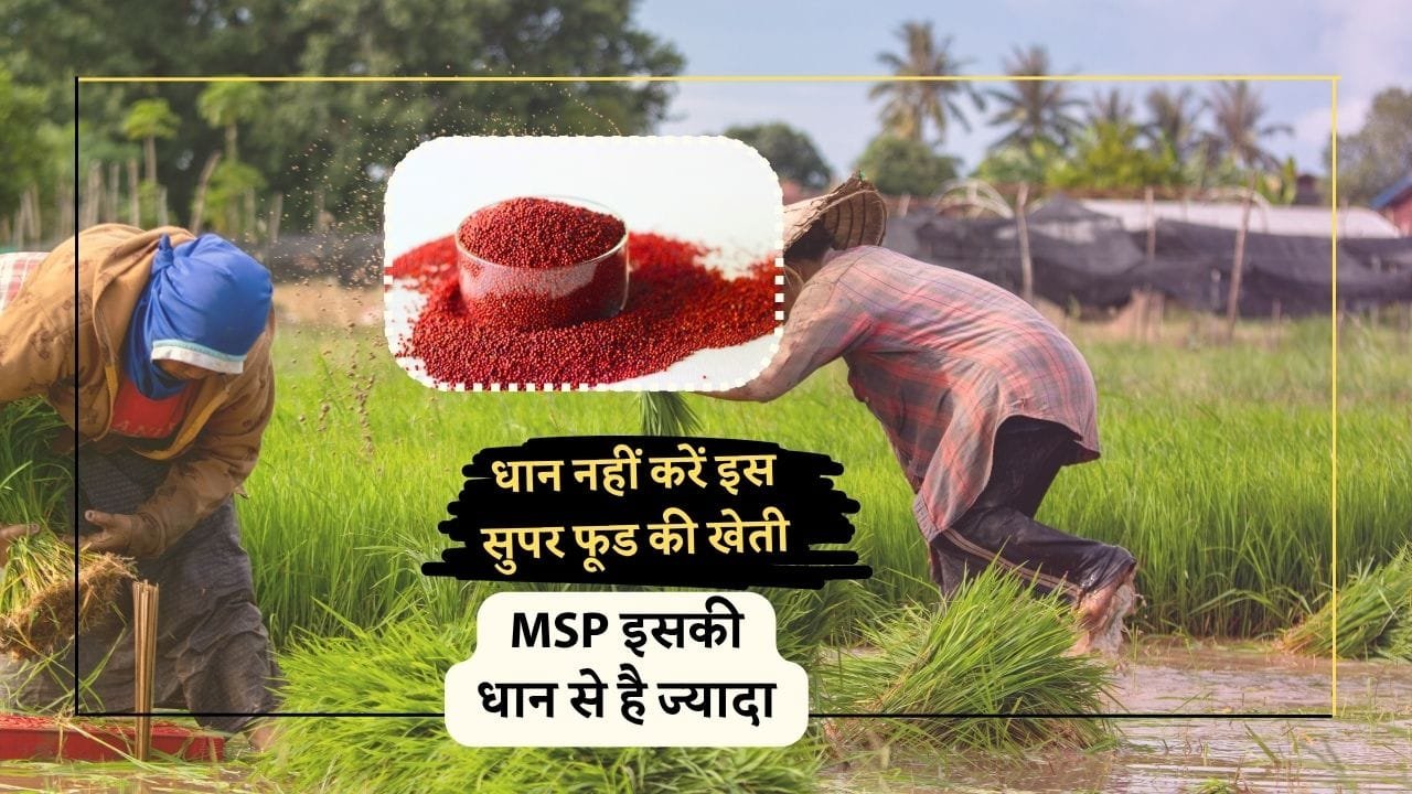 सुपर फूड की खेती