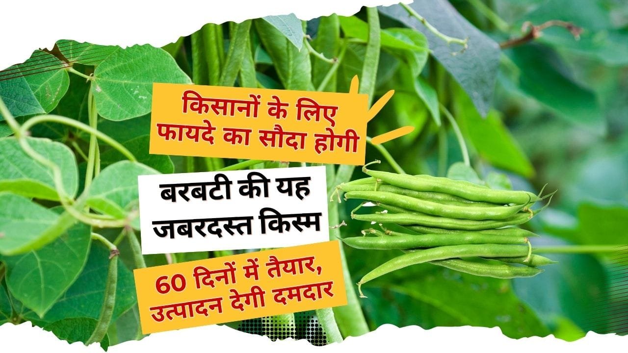 बरबटी की खेती