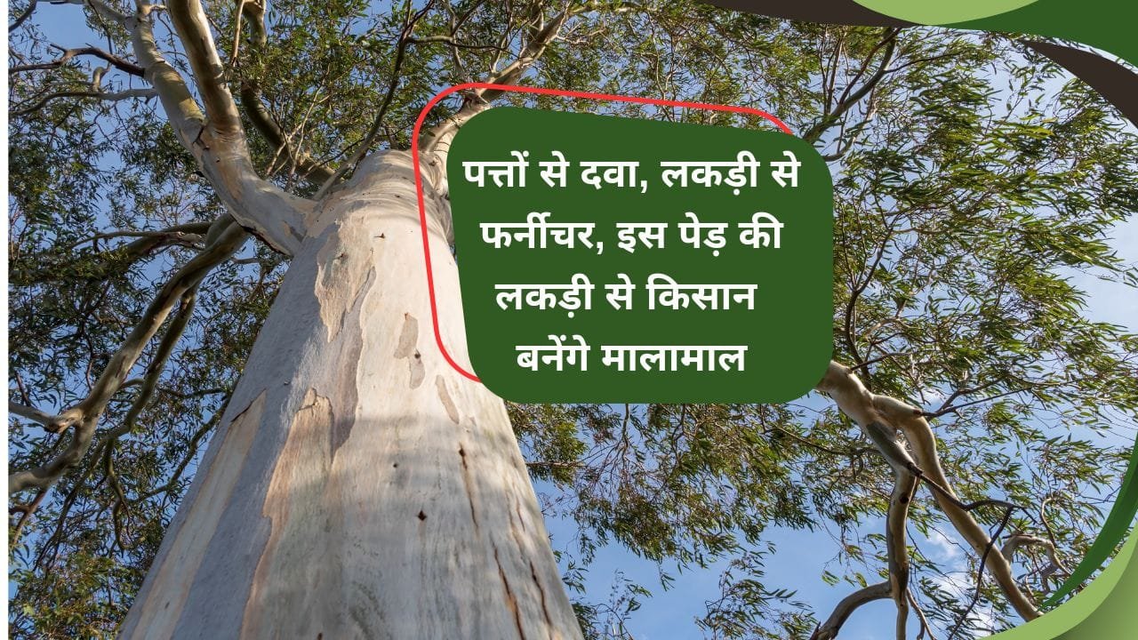 यूकेलिप्टस के पेड़ की खेती