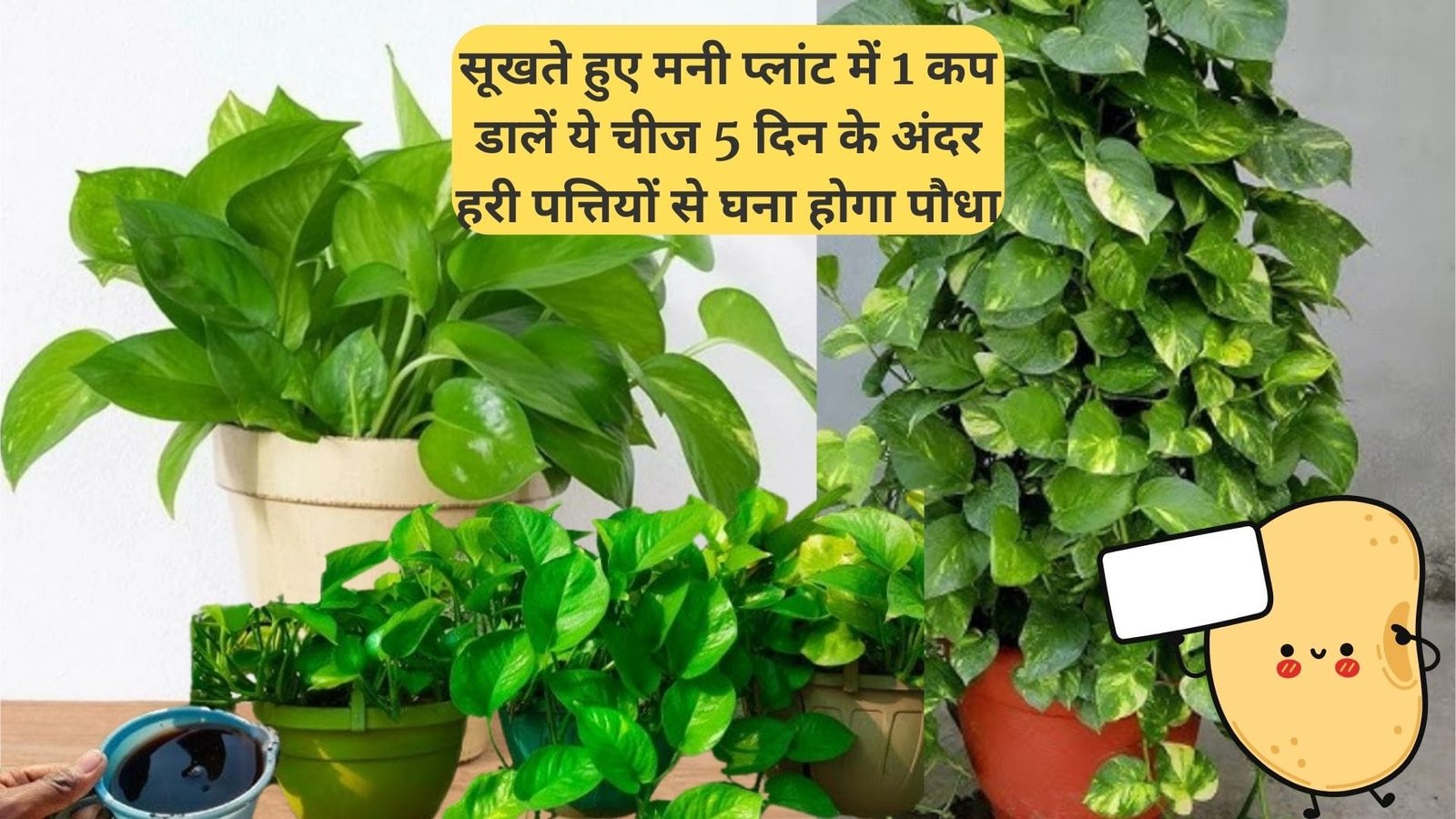 Gardening tips: सूखते हुए मनी प्लांट में एक कप डालें ये चीज, 5 दिन के अंदर हरी भरी पत्तियों से घना होगा पौधा, जाने नाम