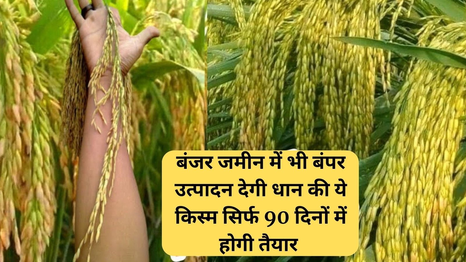 बंजर जमीन में भी बंपर उत्पादन देगी धान की ये किस्म, सिर्फ 90 दिनों में होगी तैयार खेती से धनवान हो जायेंगे किसान, जाने नाम