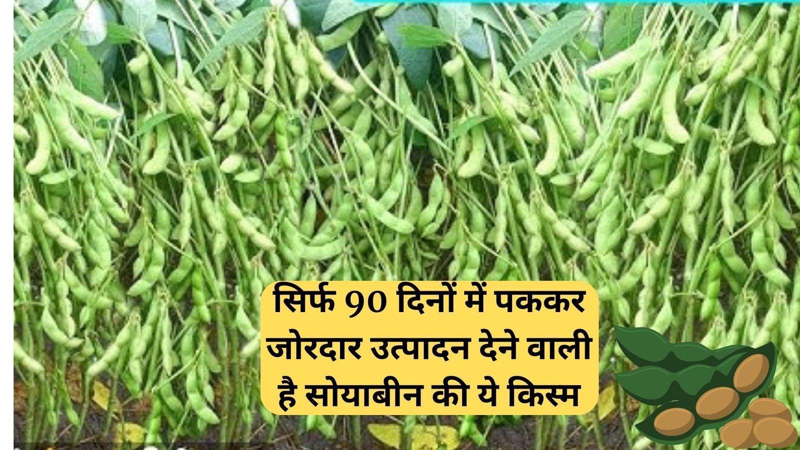 सिर्फ 90 दिनों में पककर जोरदार उत्पादन देने वाली है सोयाबीन की ये किस्म, बरसात में करें बुवाई लाखों में होगी कमाई, जाने विशेषताएं