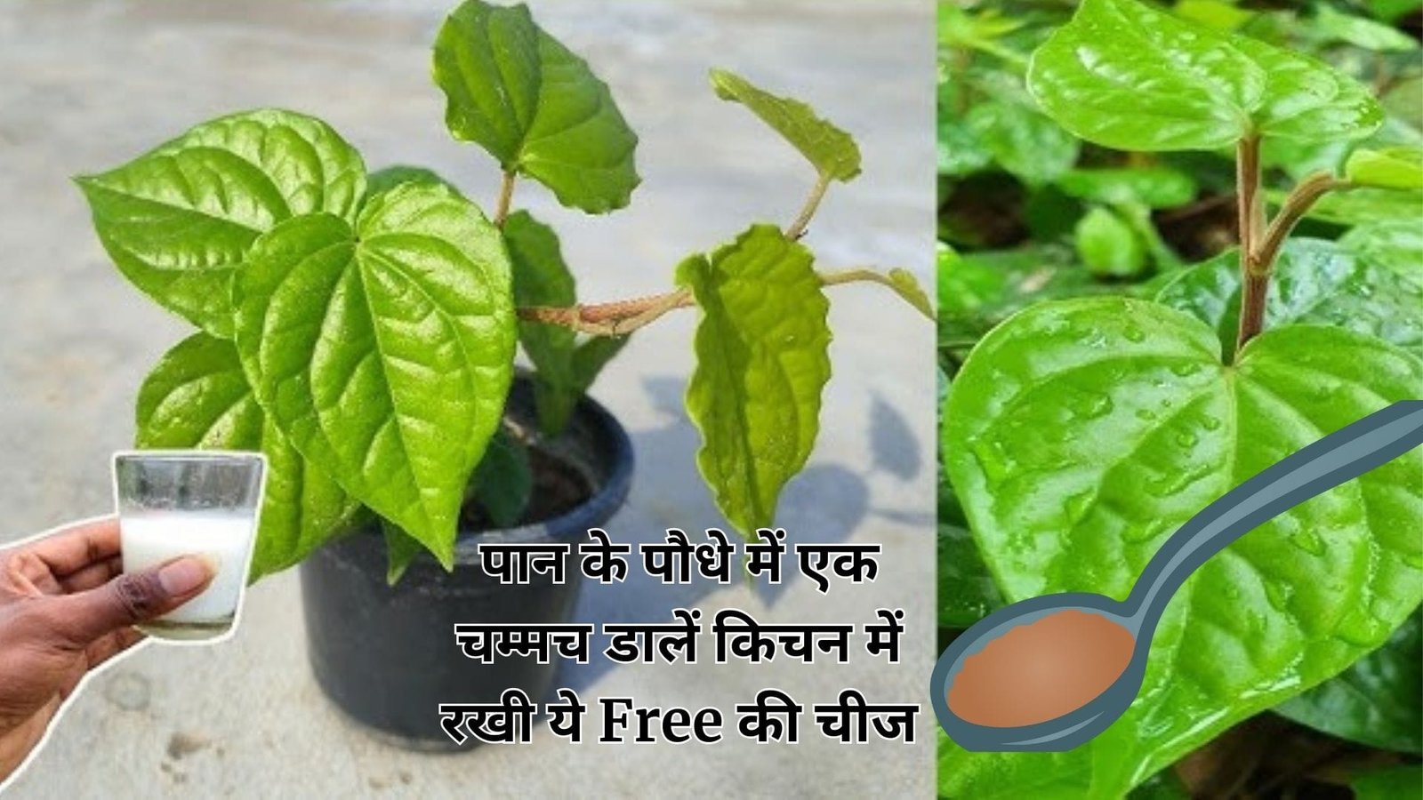 Gardening Tips: पान के पौधे में एक चम्मच डालें किचन में रखी ये Free की चीज, अनगिनत पत्तियों से झूल जाएगी बेल, जाने नाम