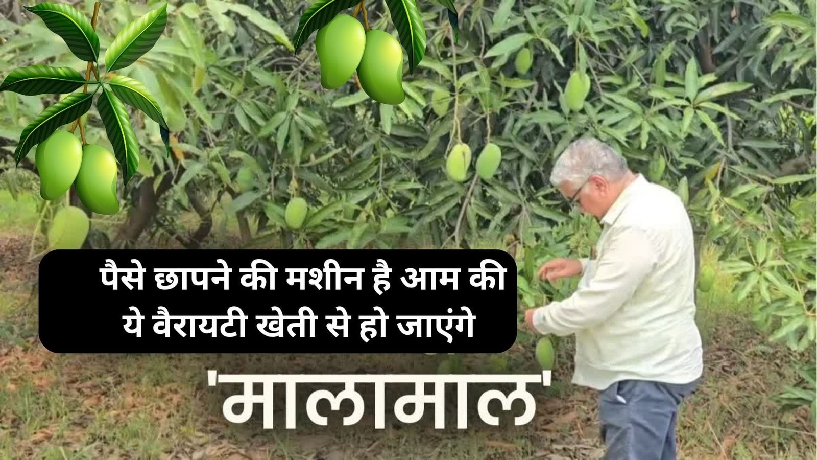 पैसे छापने की मशीन है आम की ये वैरायटी, मार्केट में है खूब डिमांड एकबार पौधें लगाओ 50 साल तक मुनाफा कमाओ, जाने नाम