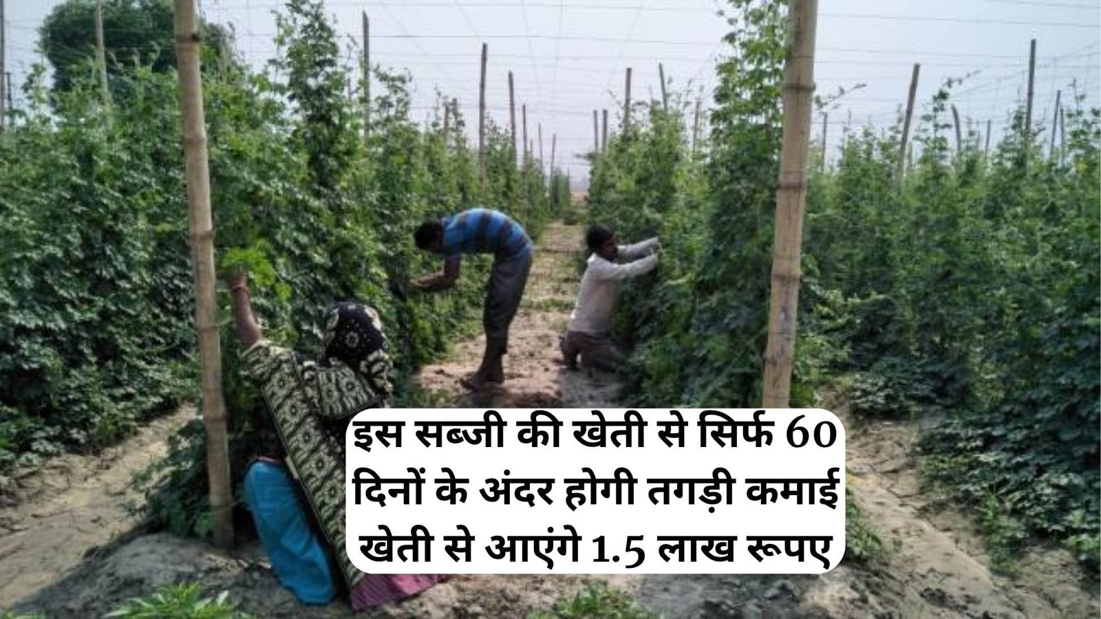 इस सब्जी की खेती से सिर्फ 60 दिनों के अंदर होगी तगड़ी कमाई, खेती से आएंगे 1.5 लाख रूपए मार्केट में खूब मांग, जाने नाम