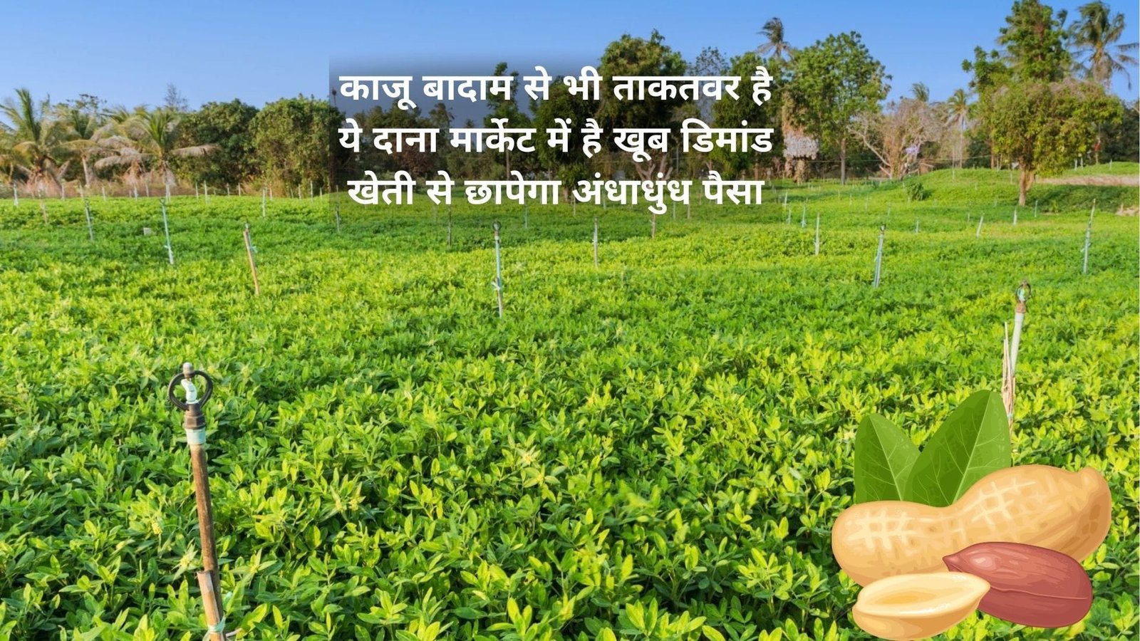 काजू बादाम से भी ताकतवर है ये दाना, मार्केट में है खूब डिमांड खेती से छापेगा अंधाधुंध पैसा, जाने नाम