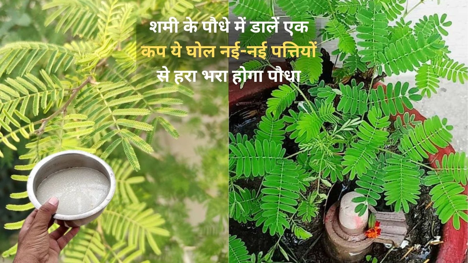 Gardening Tips: शमी के पौधे की पत्तियां हो रही है पीली, तो पौधे में डालें एक कप ये घोल, नई-नई पत्तियों से हरा भरा होगा पौधा