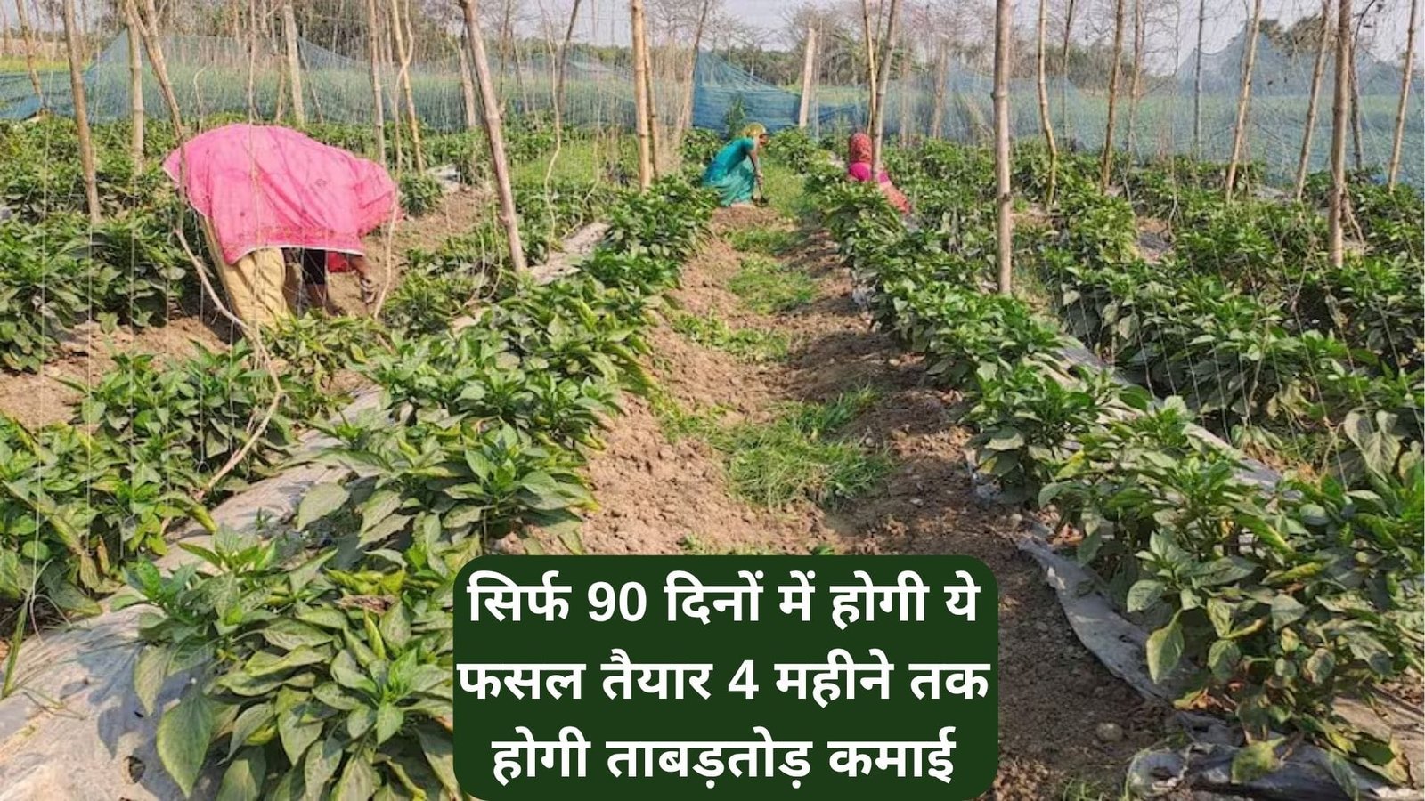 सिर्फ 90 दिनों में होगी ये फसल तैयार, 4 महीने तक होगी ताबड़तोड़ कमाई खेती से हो जायेंगे मालामाल, जाने नाम