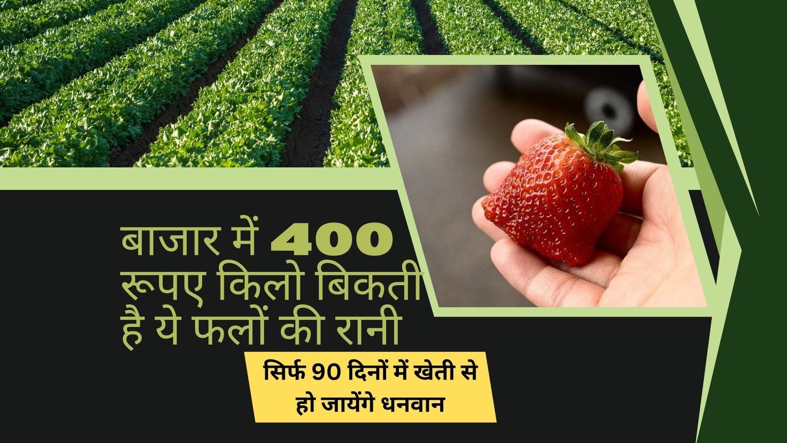 बाजार में 400 रूपए किलो बिकती है ये फलों की रानी, सिर्फ 90 दिनों में खेती से हो जायेंगे धनवान मार्केट में है खूब डिमांड, जाने नाम