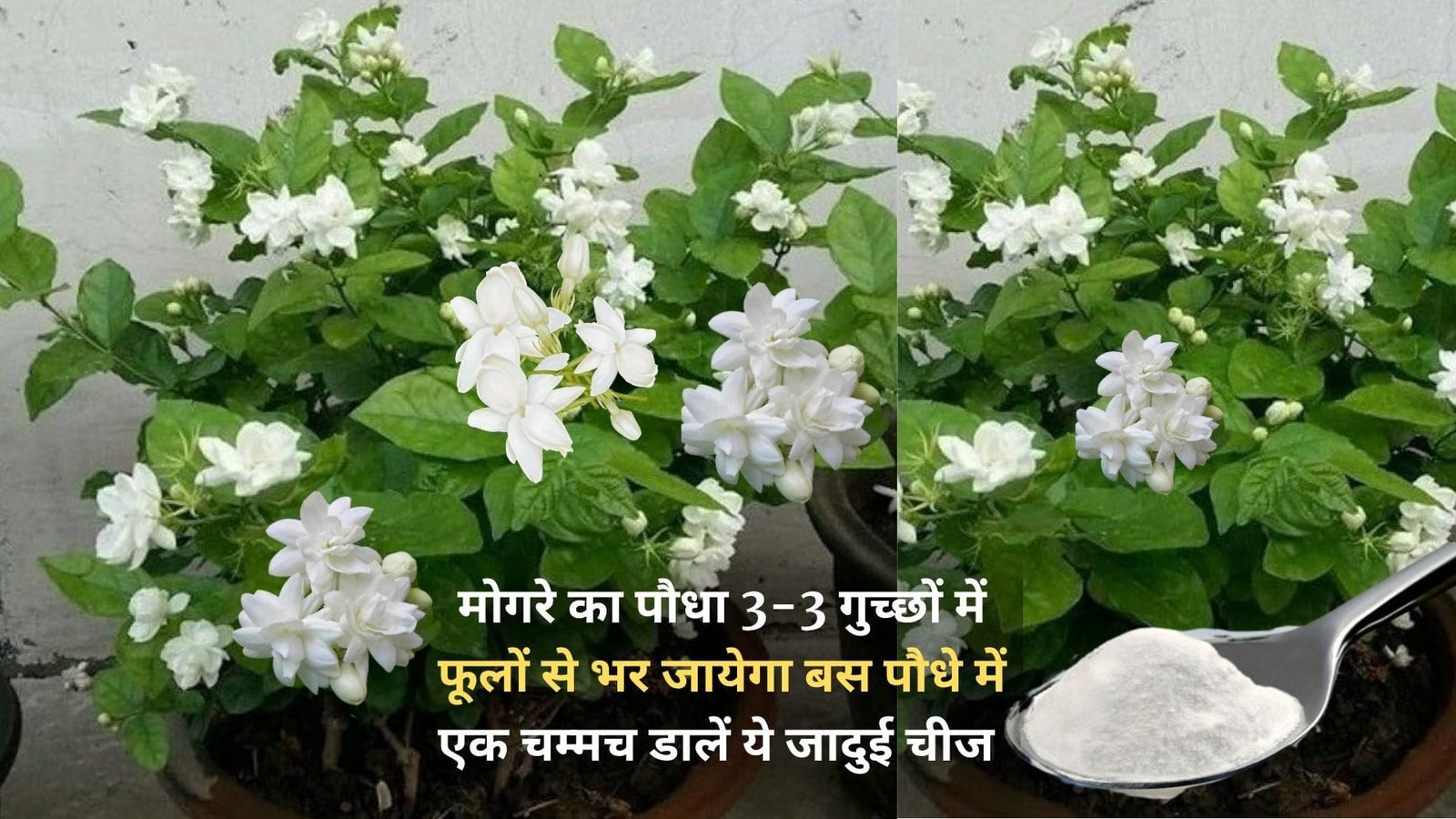 Gardening tips: मोगरे का पौधा 3-3 गुच्छों में फूलों से भर जायेगा, बस पौधे में एक चम्मच डालें ये जादुई चीज और देखें शानदार कमाल, जाने नाम