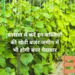 बरसात में करें इन सब्जियों की खेती, बजंर जमीन में भी होगी बंपर पैदावार खेती से सिर्फ 55 दिनों के अंदर आएंगे लाखों रूपए, जाने नाम