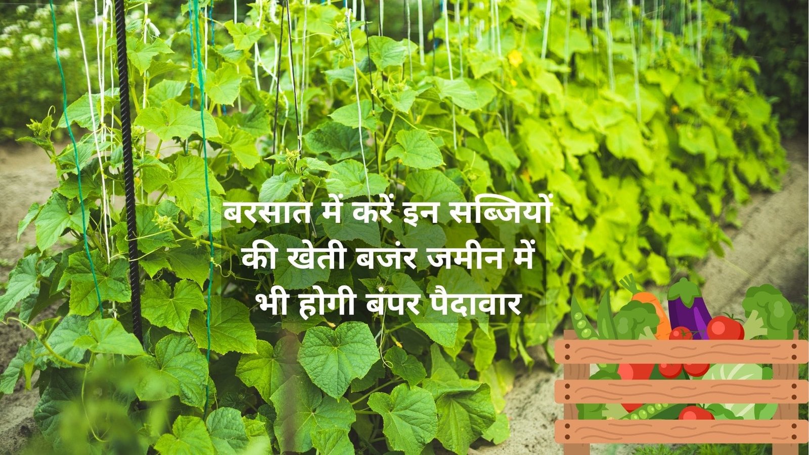 बरसात में करें इन सब्जियों की खेती, बजंर जमीन में भी होगी बंपर पैदावार खेती से सिर्फ 55 दिनों के अंदर आएंगे लाखों रूपए, जाने नाम