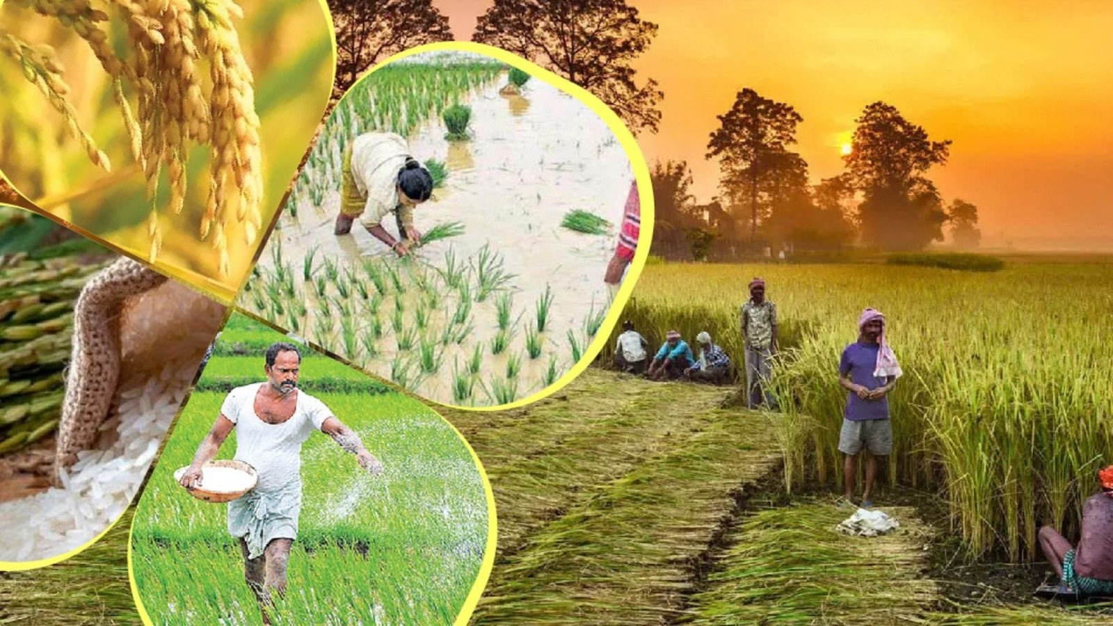 मई जून में करें धान की ये वैरायटी की खेती, कम अवधि में होगी तैयार एक एकड़ में देगी बंपर पैदावार लबालब भर जाएंगे गोदाम, जाने नाम