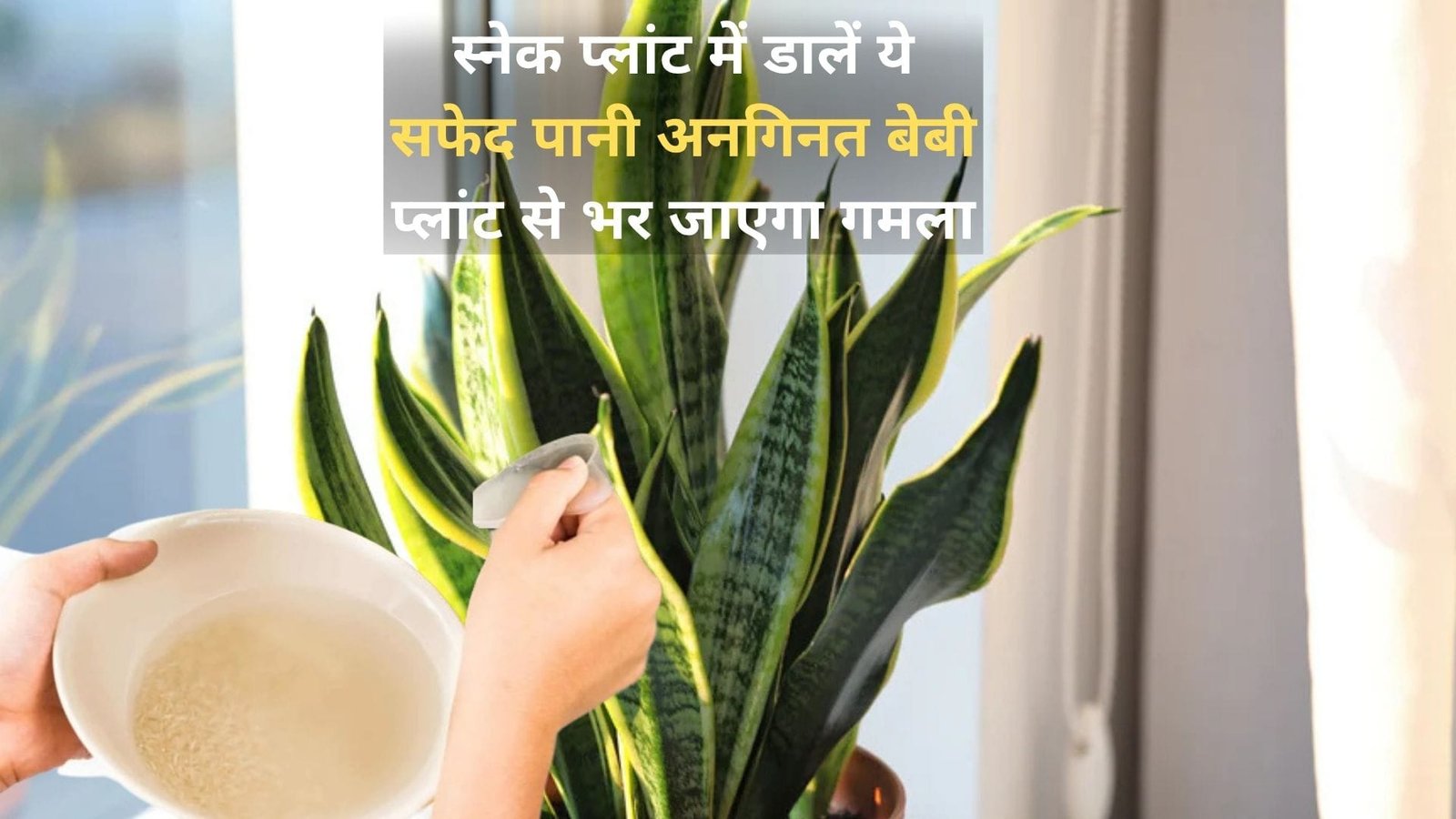 Gardening Tips: स्नेक प्लांट में डालें ये सफेद पानी, अनगिनत बेबी प्लांट से भर जाएगा गमला माली ने खुद इस्तेमाल करके दिखाया कमाल