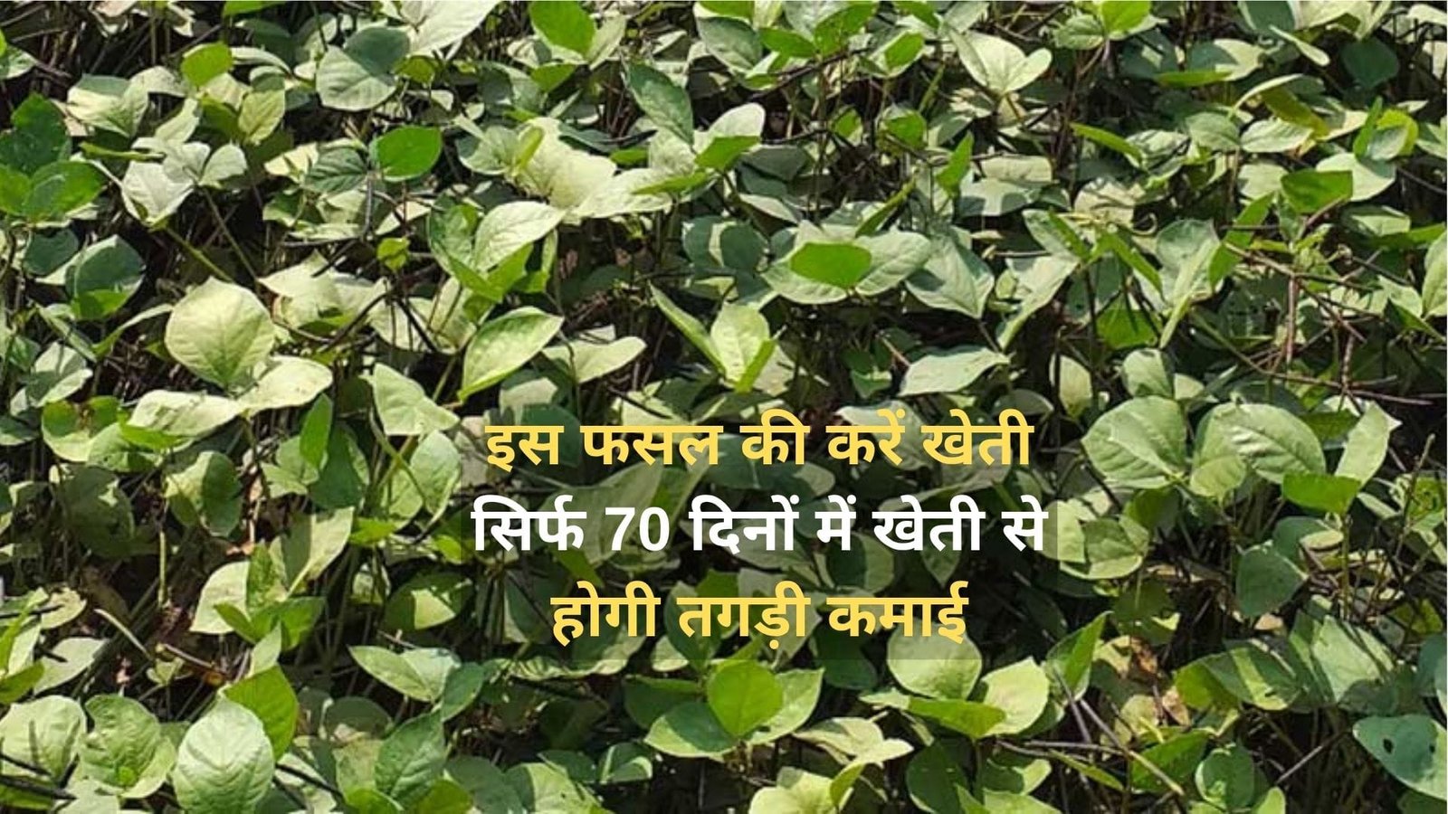 इस फसल की करें खेती, सिर्फ 70 दिनों में खेती से होगी तगड़ी कमाई मार्केट में है खूब डिमांड, जाने नाम