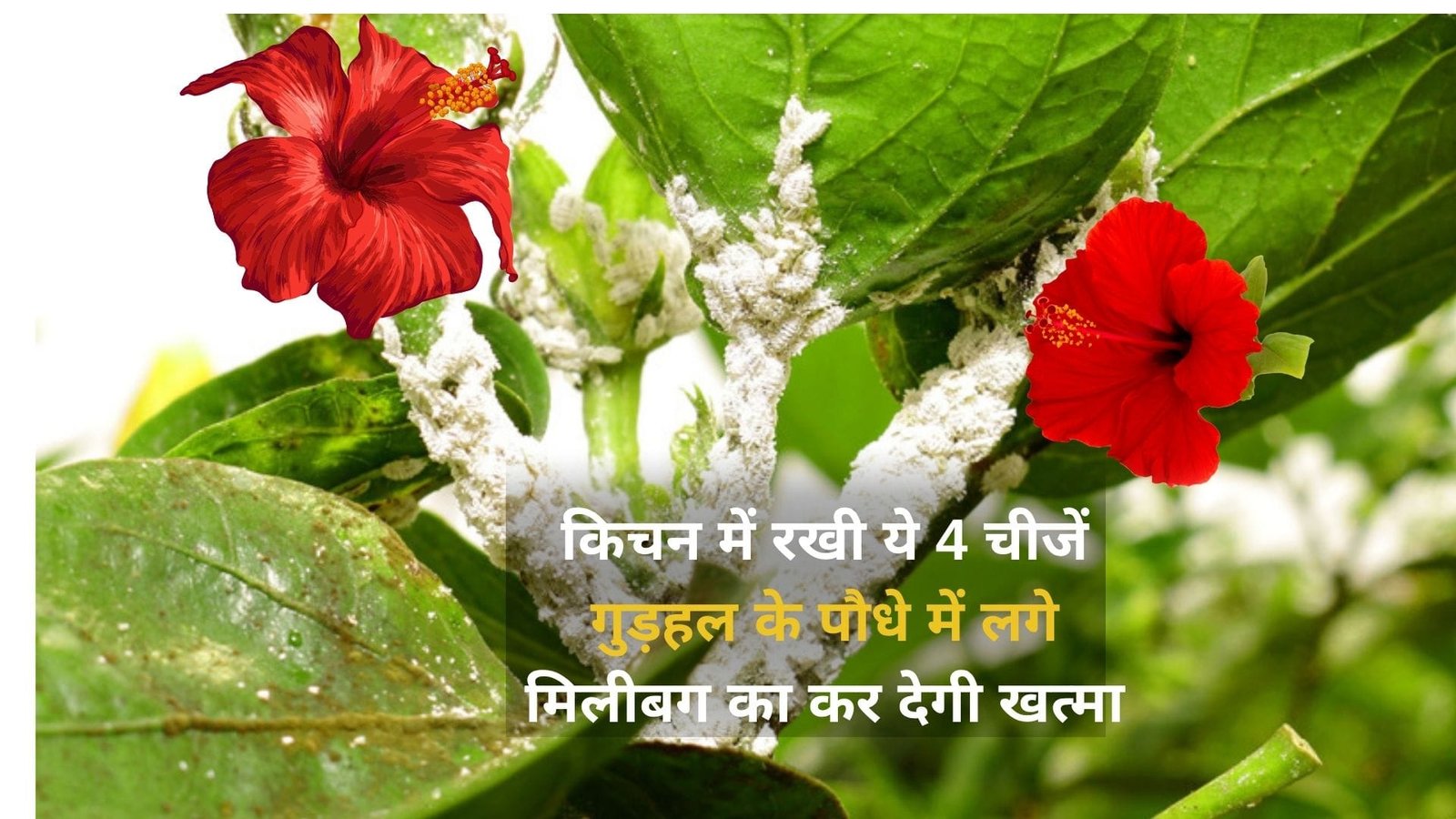 Gardening Tips: किचन में रखी ये 4 चीजें गुड़हल के पौधे में लगे मिलीबग का कर देगी खत्मा, माली ने खुद इस्तेमाल कर के दिखाया कमाल, जाने नाम