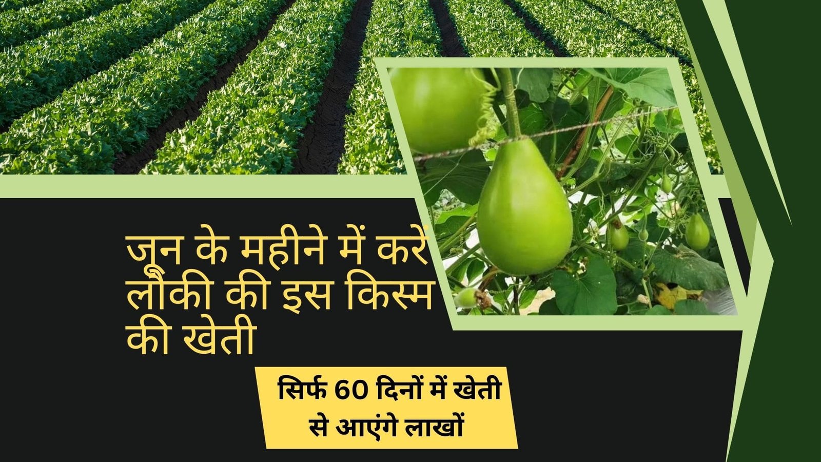 जून के महीने में करें लौकी की इस किस्म की खेती, सिर्फ 60 दिनों में खेती से आएंगे लाखों रूपए समेत मिलेगी बंपर पैदावार, जाने नाम