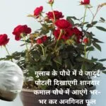 Gardening Tips: गुलाब के पौधे में ये जादुई पोटली दिखाएगी शानदार कमाल, पौधे में आएंगे भर-भर कर अनगिनत फूल, जाने नाम