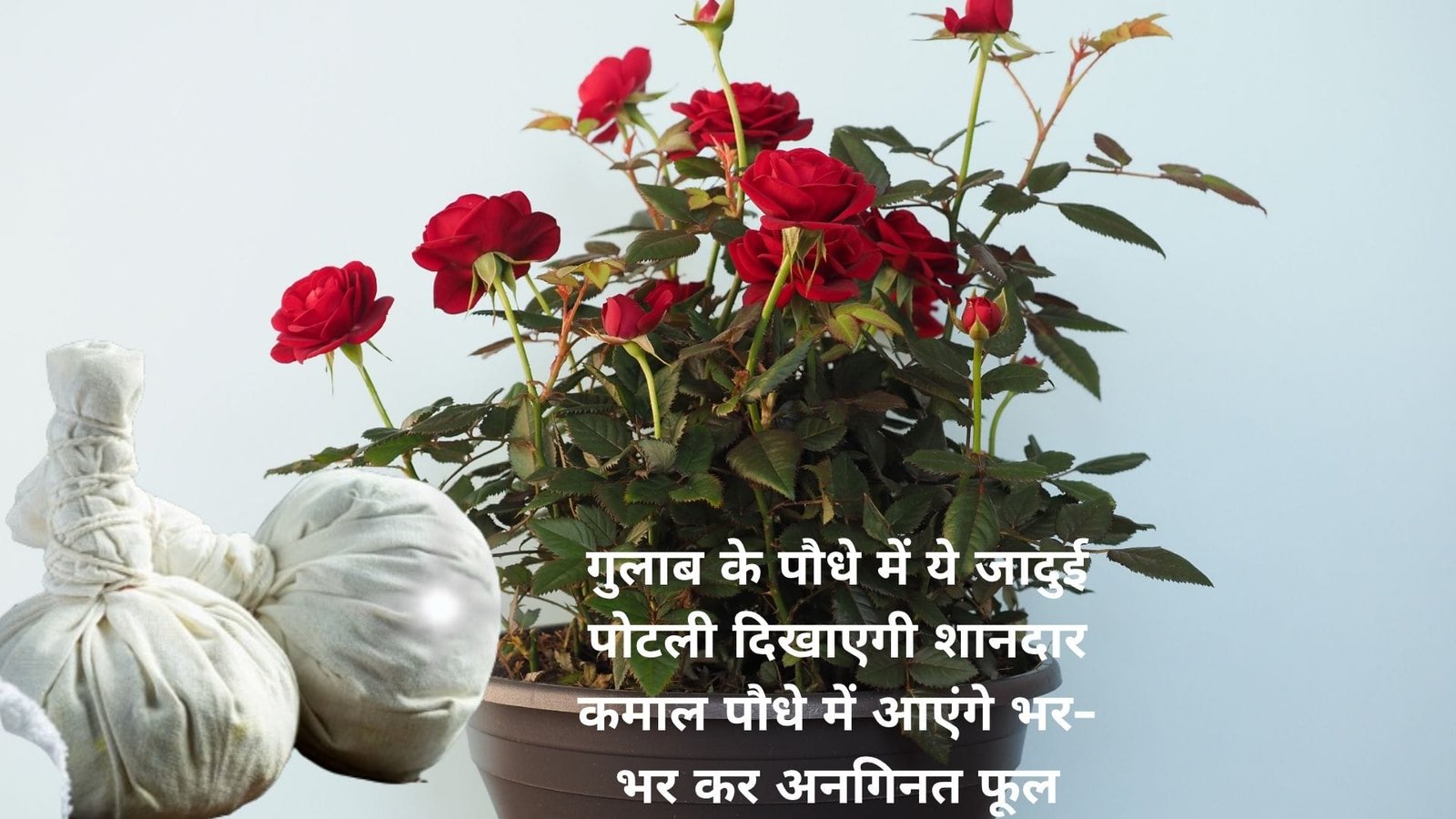 Gardening Tips: गुलाब के पौधे में ये जादुई पोटली दिखाएगी शानदार कमाल, पौधे में आएंगे भर-भर कर अनगिनत फूल, जाने नाम