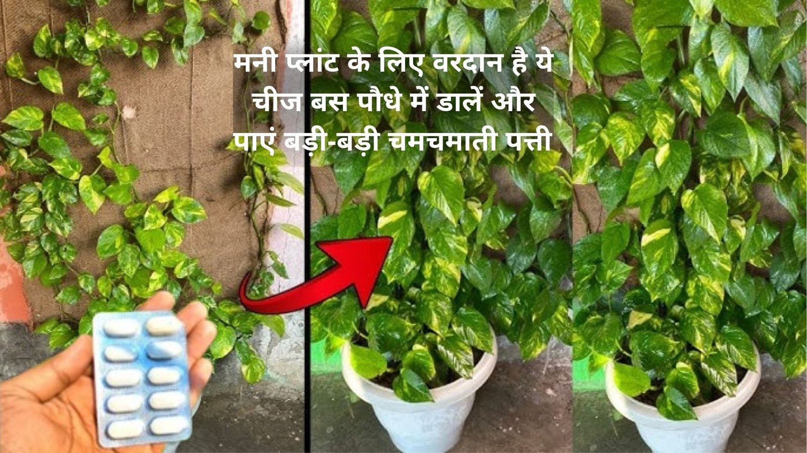 Gardening tips: मनी प्लांट के लिए वरदान है ये 1 रूपए की चीज, बस पौधे में डालें और पाएं बड़ी-बड़ी चमचमाती पत्तियां, जाने नाम