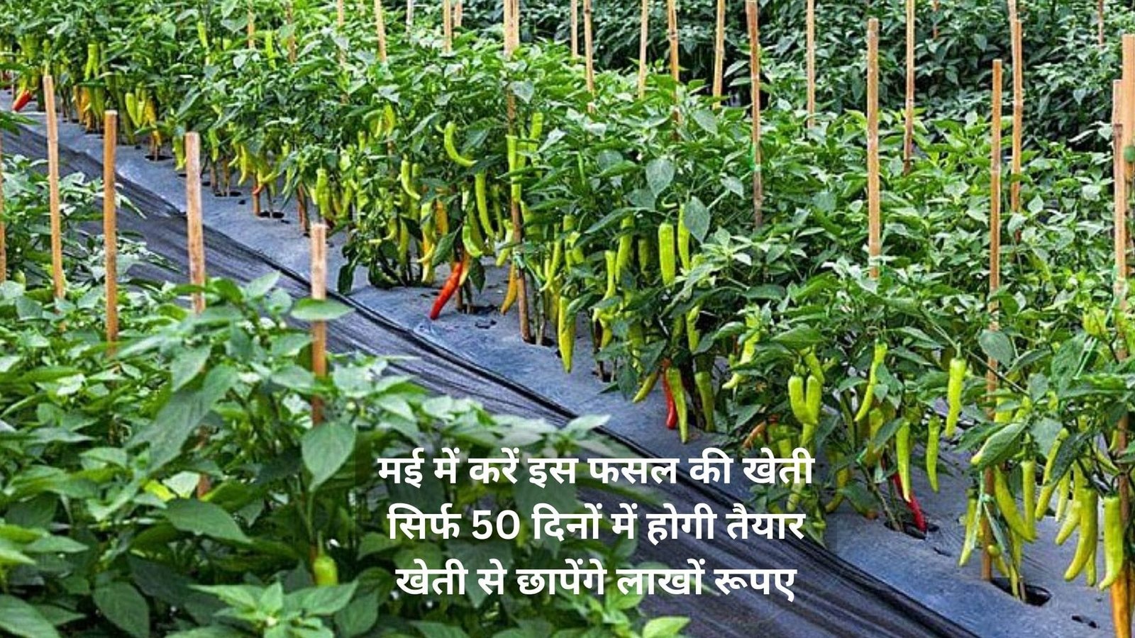 मई में करें इस फसल की खेती, सिर्फ 50 दिनों में होगी तैयार खेती से छापेंगे लाखों रूपए मालामाल हो जायेंगे किसान, जाने नाम
