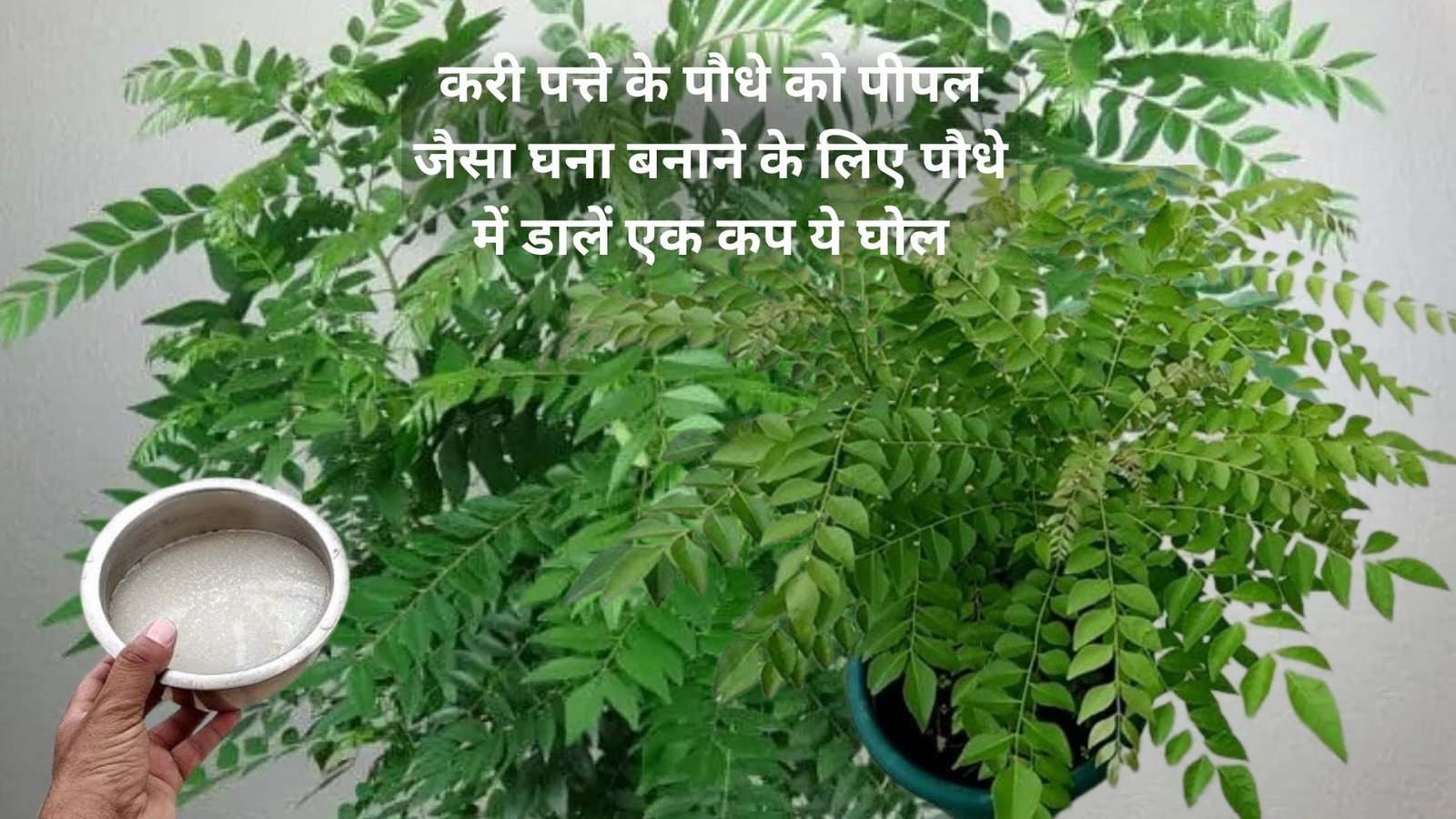 Gardening tips: करी पत्ते के पौधे को पीपल जैसा घना बनाने के लिए पौधे में डालें एक कप ये घोल, पौधे में निकलेगी ढेर सारी नई पत्तियां, जाने नाम