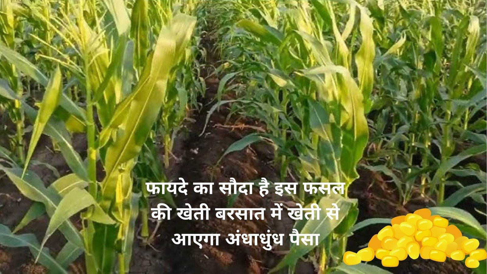 फायदे का तगड़ा सौदा है इस फसल की खेती, मार्केट बिकता है खूब बरसात में खेती से आएगा अंधाधुंध पैसा, जाने बुवाई का तरीका