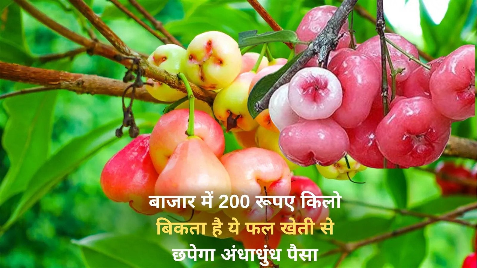 बाजार में 200 रूपए किलो बिकता है ये फल, खेती से छपेगा अंधाधुंध पैसा मार्केट में है खूब डिमांड, जाने नाम