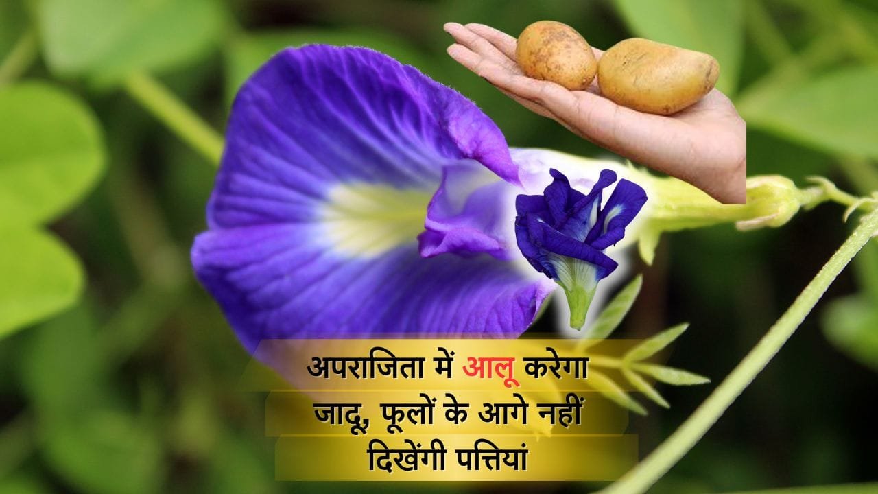 अपराजिता के लिए आलू की खाद