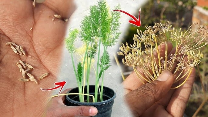 गमले में सौंफ कैसे लगाएं