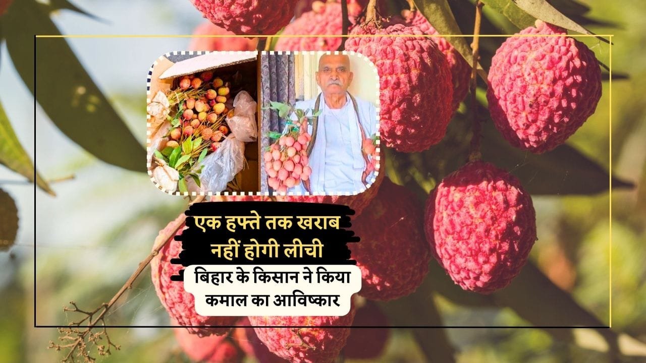 लीची को ताजा रखने का जुगाड़