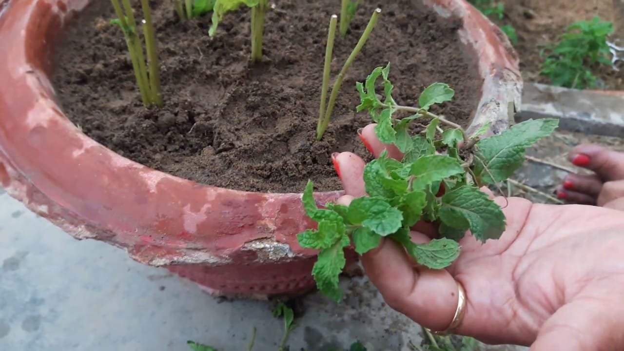 पुदीना कैसे उगाएं