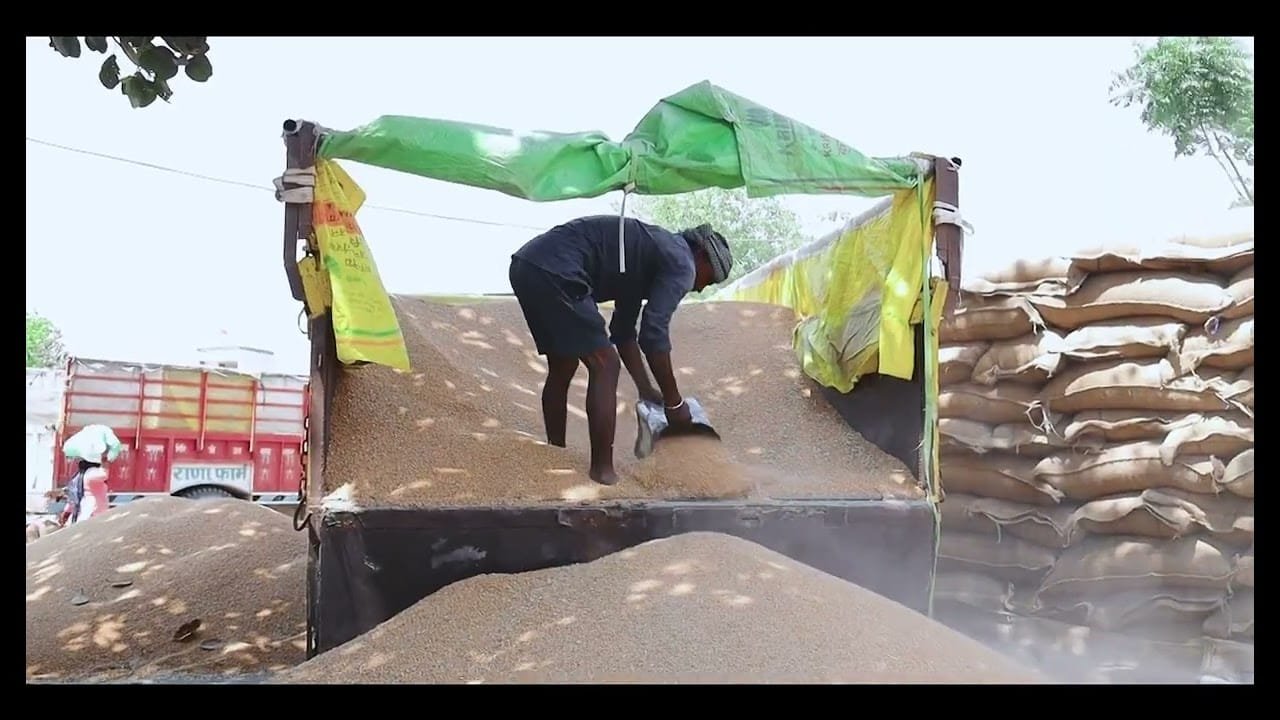 हिमाचल में प्राकृतिक खेती का तरीका अपनाकर गेहूं उगाने वाले किसान