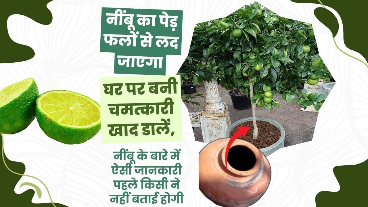 नींबू के लिए गमला