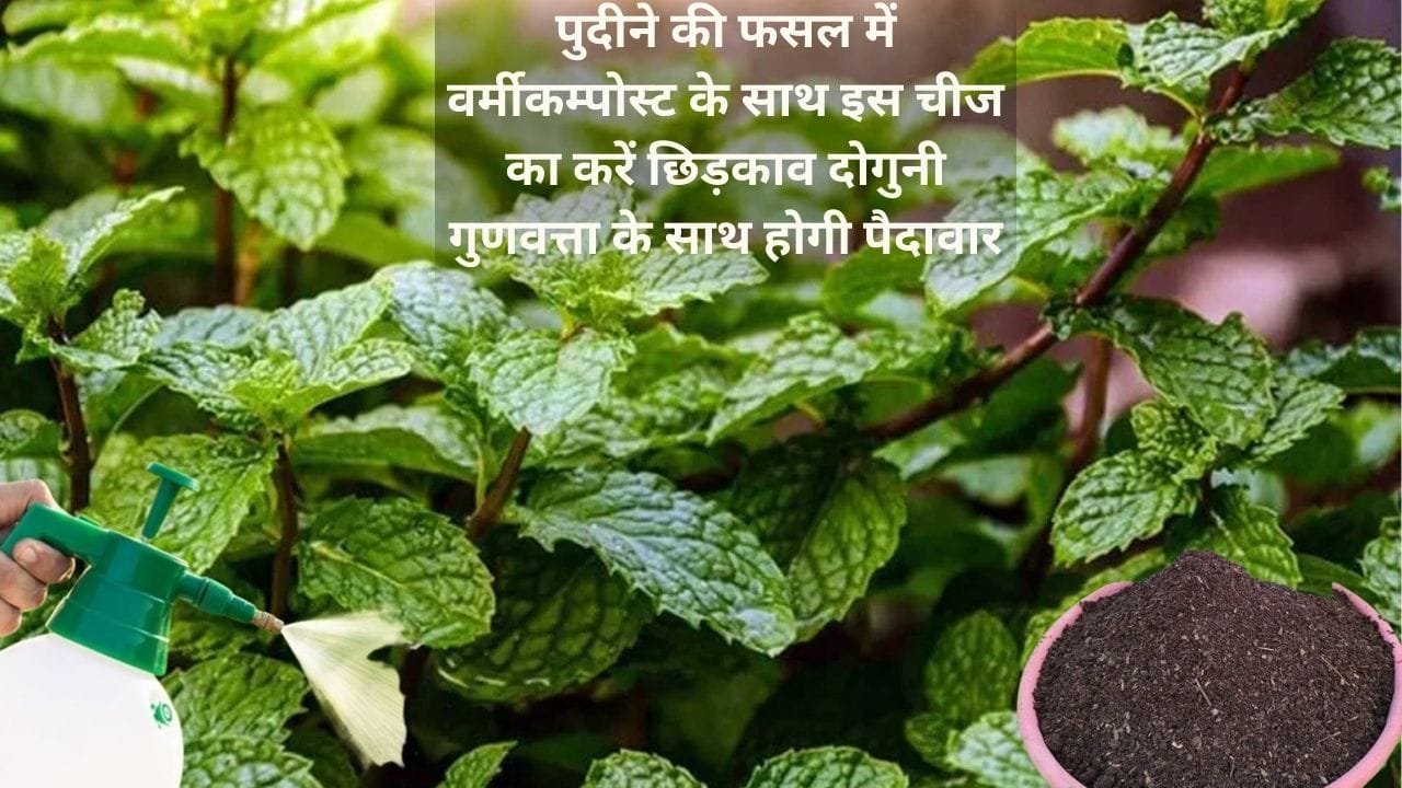 Agricultural Tips: पुदीने की फसल में वर्मीकम्पोस्ट के साथ इस चीज का करें छिड़काव, दोगुनी गुणवत्ता के साथ होगी पैदावार खेती से आएंगे लाखों