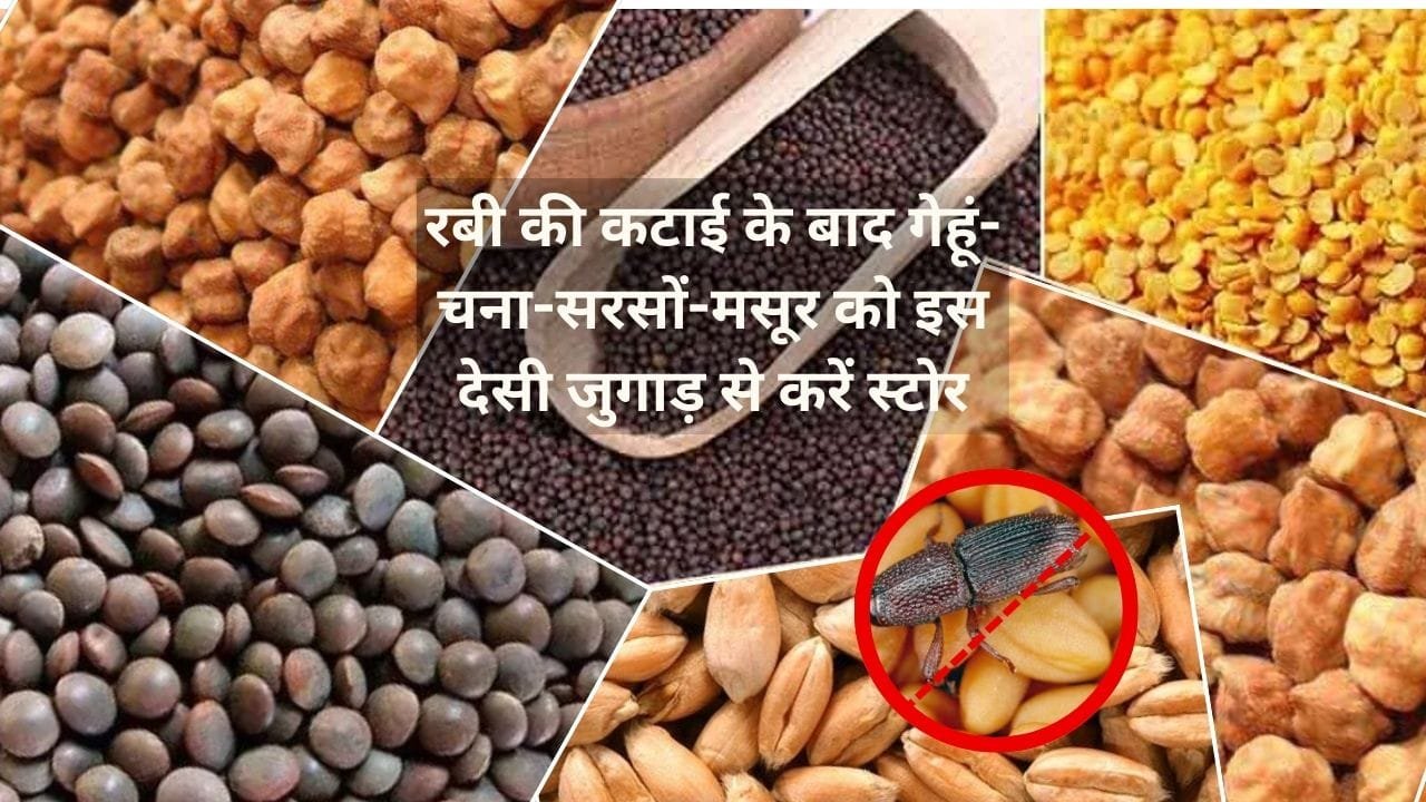 रबी की कटाई के बाद गेहूं-चना-सरसों को इस देसी जुगाड़ से करें स्टोर, सालों साल अनाज में नहीं लगेंगे घुन-सुंडी, जाने स्टोर करने का आसान तरीका
