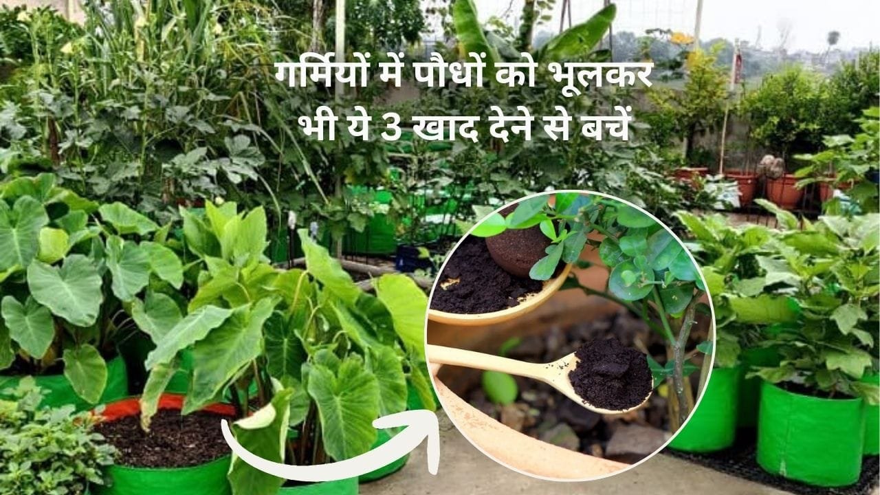 Gardening Tips: गर्मियों में पौधों को भूलकर भी ये खाद देने से बचें, हरे भरे होने की जगह सुख कर लकड़ी हो जाएंगे पौधे, जाने नाम