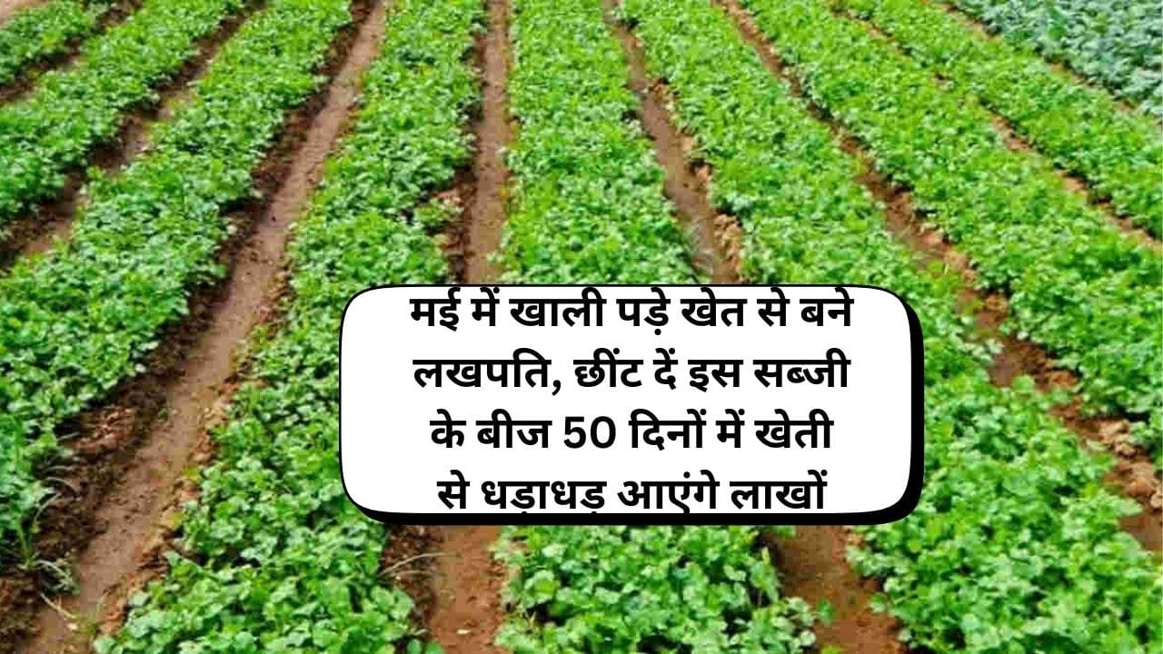 मई में खाली पड़े खेत से बने लखपति, छींट दें इस सब्जी के बीज 50 दिनों में खेती से धड़ाधड़ आएंगे लाखों, जाने नाम