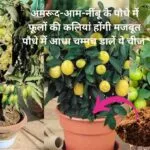 Gardening Tips: अमरूद-आम-नींबू के पौधे में फूलों की कलियां होंगी मजबूत, बस पौधे में आधा चम्मच डालें ये चीज गुच्छों में फलों से लद जाएंगे पौधे