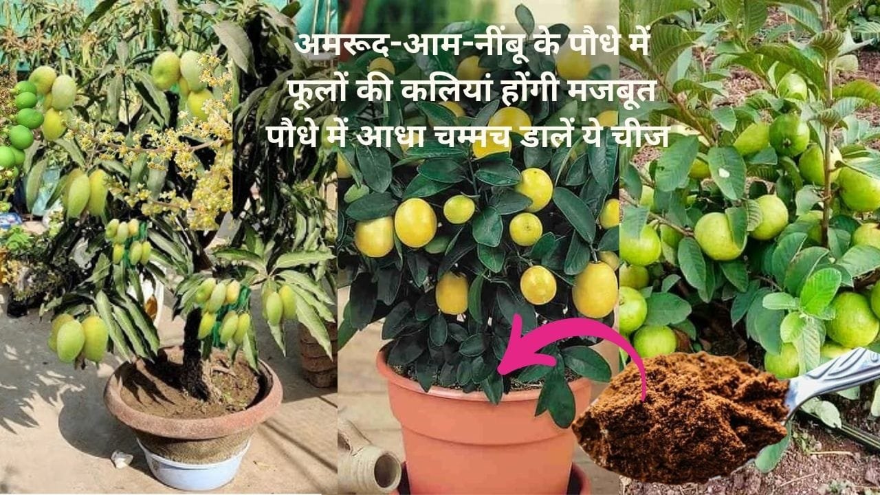Gardening Tips: अमरूद-आम-नींबू के पौधे में फूलों की कलियां होंगी मजबूत, बस पौधे में आधा चम्मच डालें ये चीज गुच्छों में फलों से लद जाएंगे पौधे
