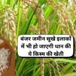 बंजर जमीन सूखे इलाकों में भी हो जाएगी धान की ये किस्म की खेती, कम पानी में होगा बंपर उत्पादन, जाने नाम
